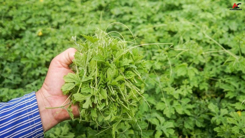 Lá mướp đắng rừng có tác dụng gì trong việc chăm sóc sức khỏe?