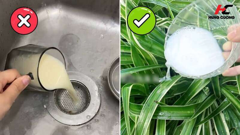 Sữa bột hết hạn chính là nguồn phân bón hữu cơ tuyệt vời cho các loại cây cảnh