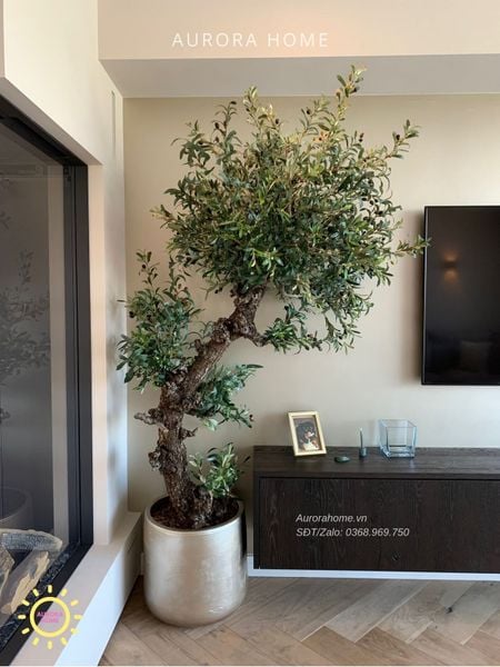 cay-o-liu-gia-trang-tri