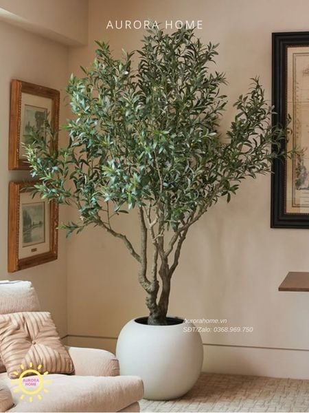 cay-o-liu-gia-trang-tri