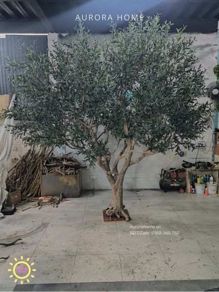 cay-o-liu-gia-trang-tri