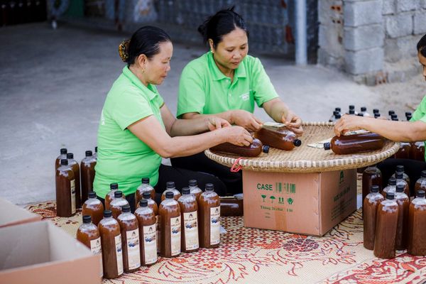 Agarwood Là Gì? Vì Sao Trầm Hương Việt Nam Được Thế Giới Gọi Tên Này