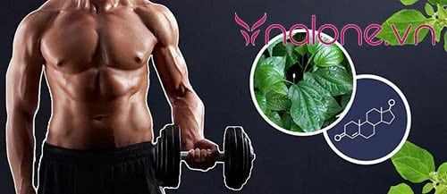 Lợi ích khi chữa yếu sinh lý bằng lá lốt