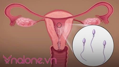 tinh trùng sống được bao lâu trong tử cung sau khi phóng tinh