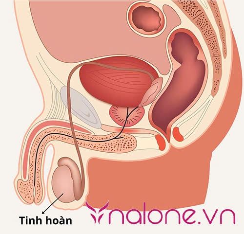 1 tinh hoàn có sinh con được không? Cấu trúc thế nào
