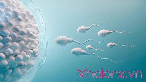 tinh trùng sống được bao lâu trong bao cao su? Thời gian tồn tại