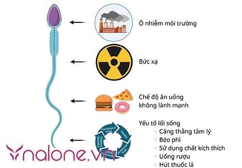 tinh trùng sống được bao lâu trong tử cung yếu tố tác động