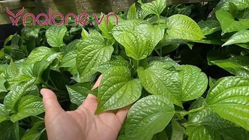 Chữa yếu sinh lý bằng lá lốt là gì