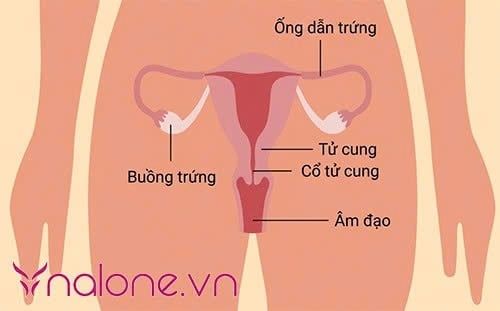 Quan hệ mạnh có ảnh hưởng đến tử cung không?