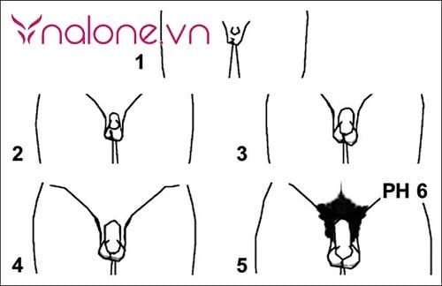 Dương vật phát triển đến bao nhiêu tuổi trong từng giai đoạn cuộc đời