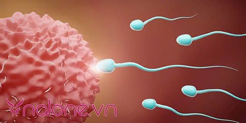 quan hệ vài giây có thai không? quá trình thụ thai