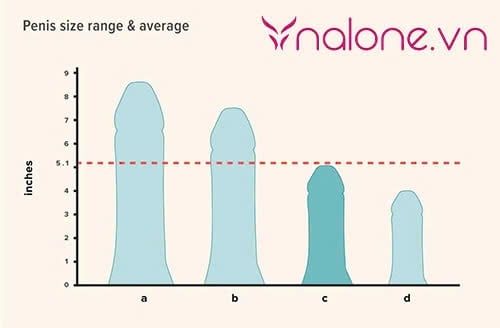 Dương vật phát triển đến bao nhiêu tuổi và kích thước trung bình