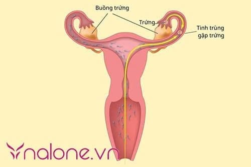 tinh trùng sống được bao lâu trong tử cung người phụ nữ