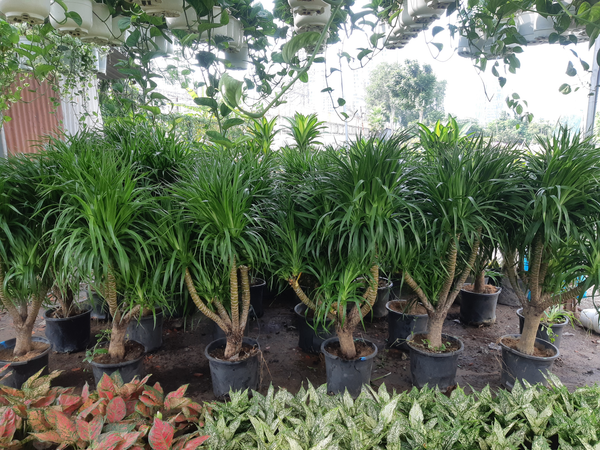 Cây phát tài núi hợp người thuộc mệnh Hỏa, Thủy hoặc Mộc