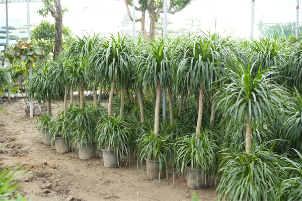 Người thuộc mệnh Thổ và mệnh Kim không nên trồng cây phát tài núi vì Mộc khắc Thổ và Kim