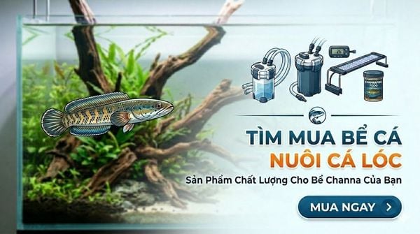 Thiết kế nắp lưới có khóa chốt bảo vệ an toàn cho bể cá săn mồi.