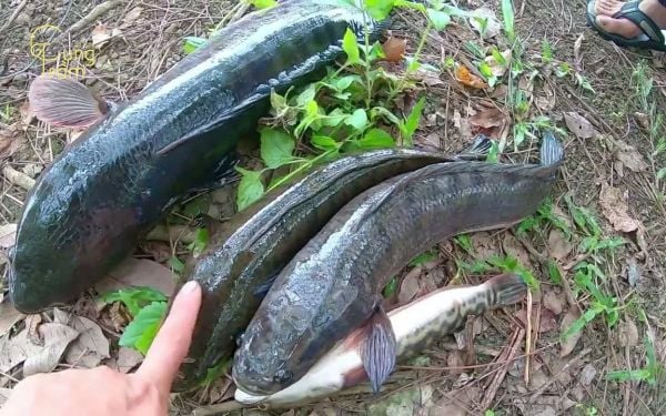 Ý nghĩa tâm linh và phong thủy khi nằm mơ thấy cá lóc