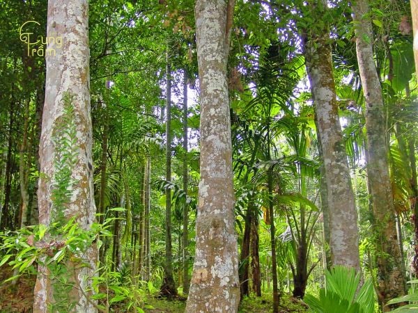 Các yếu tố quyết định mùi hương của Trầm