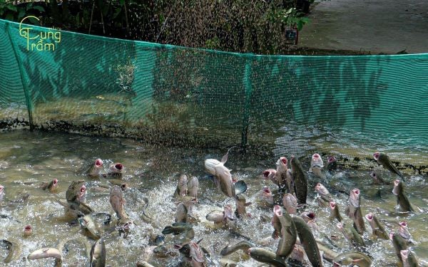 Giấc mơ cá lóc và những con số may mắn