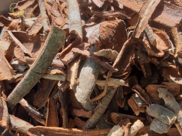 Tại sao cây bời lời được sử dụng làm nhang