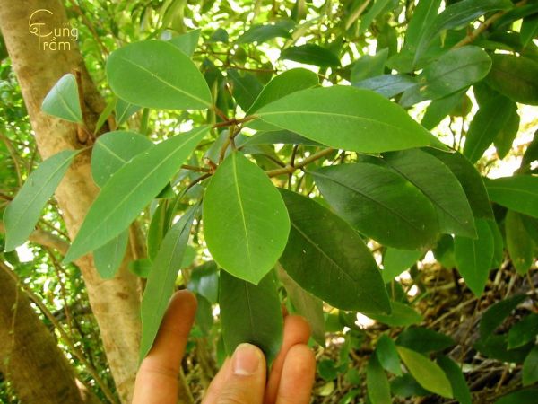 Cây bời lời là cây gì