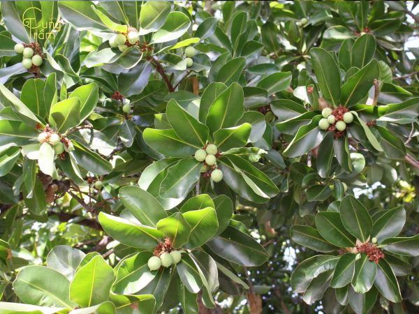 Đặc điểm hình thái của cây bời lời