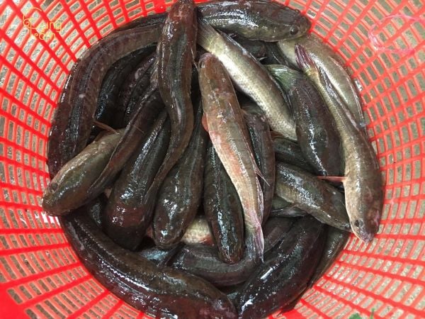 Ngủ mơ thấy mình cho người khác cá lóc