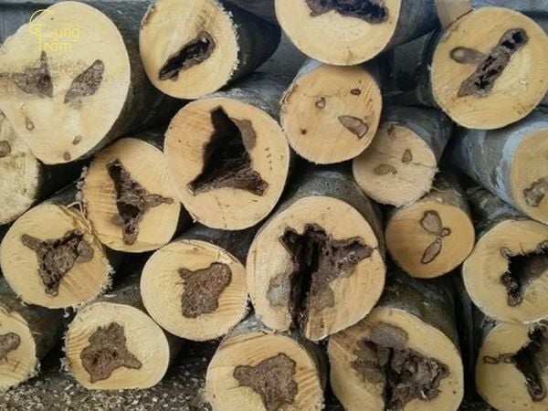 Giá của trầm hương Brunei hiện nay trên thị trường