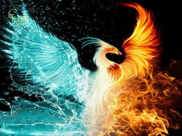 Ý nghĩa biểu tượng của loài chim Phượng Hoàng