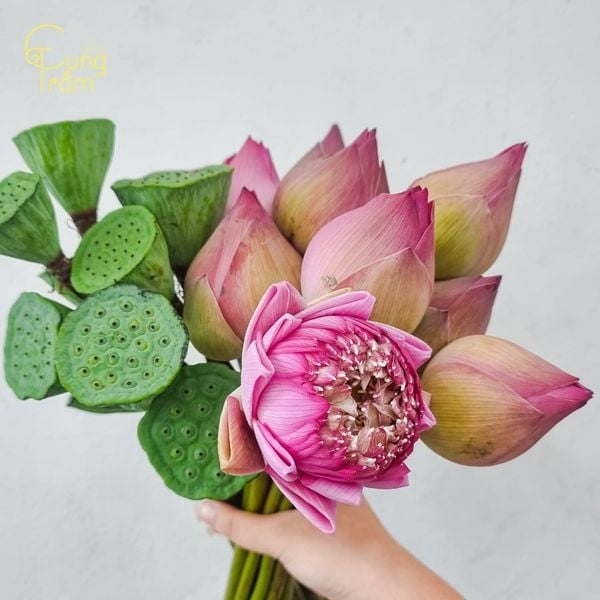 Mơ thấy ai đó tặng hoa sen