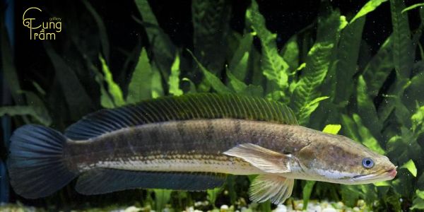 Mơ thấy cá lóc đang bơi