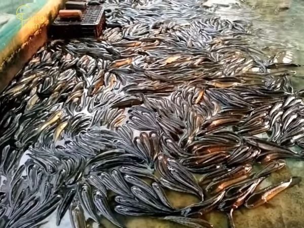 Mơ thấy đàn cá lóc