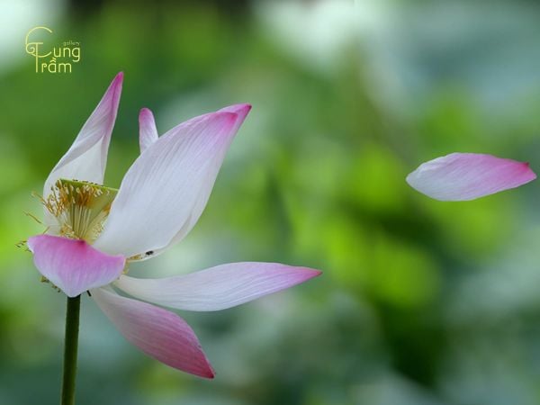 Mơ thấy hoa sen rụng