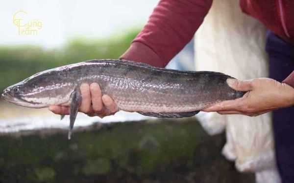 Mơ thấy mình bắt được cá lóc