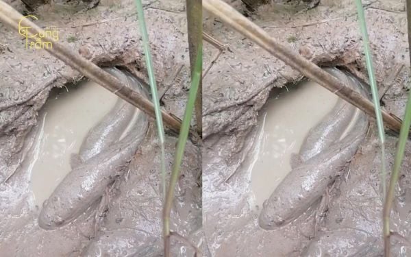 Nằm mơ cá lóc mắc cạn