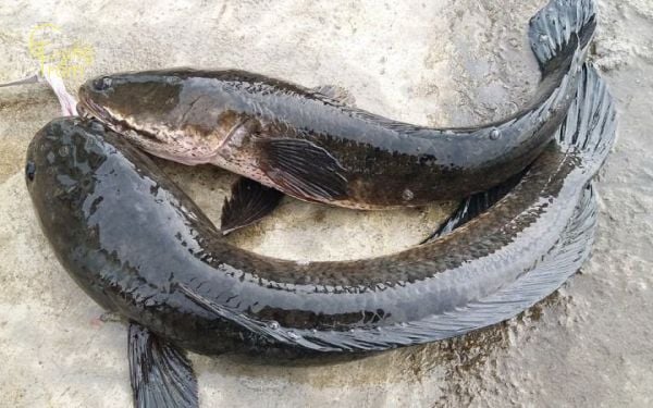 Nằm mơ thấy cá lóc cắn nhau