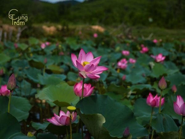 Nằm mơ thấy hoa sen nở rộ