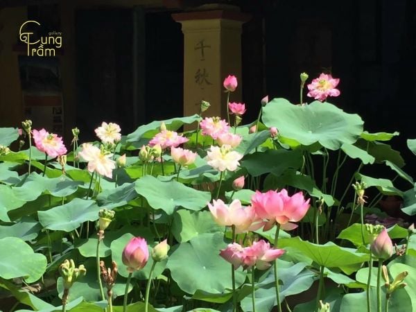 Ngủ mơ thấy hoa sen nở trong nhà