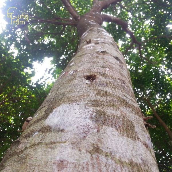 Nguồn gốc và quá trình hình thành trầm hương Brunei