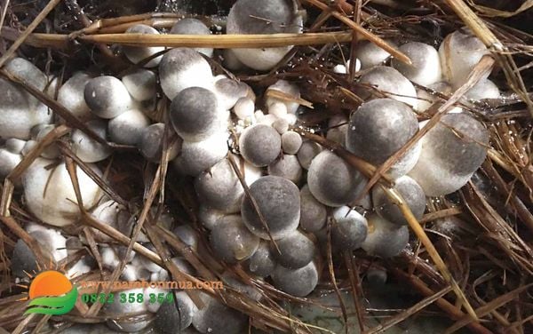 Chon nguon nuoc tuoi nam Rom giup nam nang suat, chat luong cao.