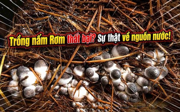 Cach chon nguon nuoc tuoi nam Rom tang nang suat, chat luong cao.