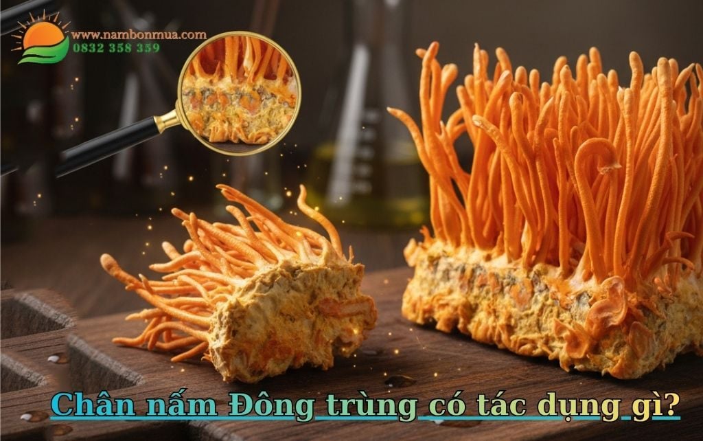 Cong dung va cach dung chan (de) nam Dong trung ha thao.