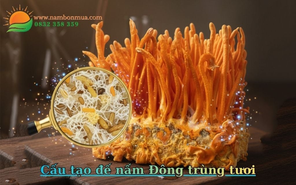 Cong dung va cach dung chan (de) nam Dong trung ha thao.
