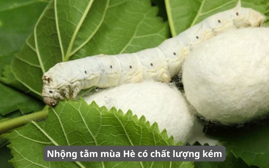 Trong nam Dong trung ha thao nang suat cao, chat luong.