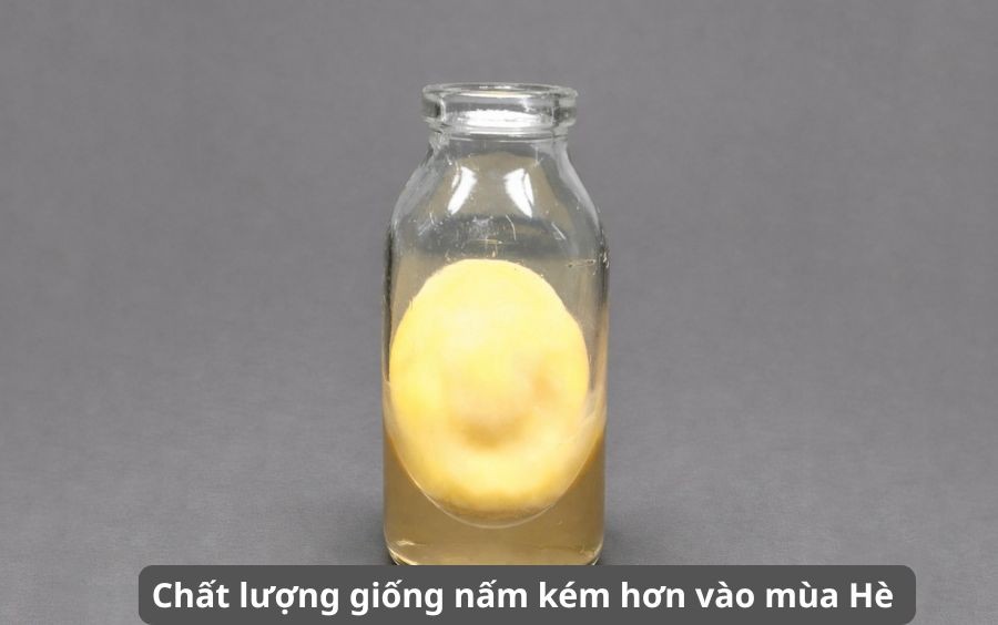 Trong nam Dong trung ha thao nang suat cao, chat luong.