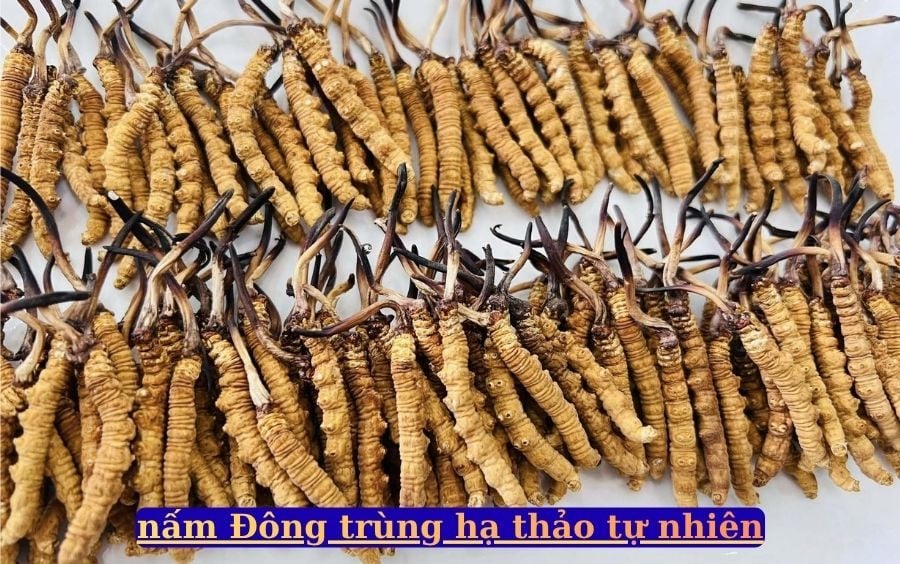 nam Dong trung ha thao cao cap tai Lang nam Bon Mua.