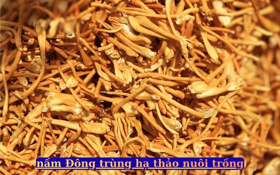 nam Dong trung ha thao cao cap tai Lang nam Bon Mua.