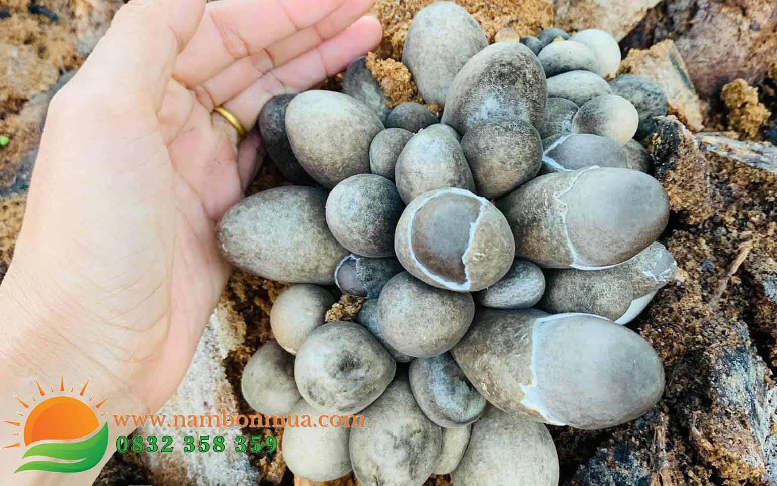 Cach hai nam Rom dung ky thuat, nang suat, chat luong cao.