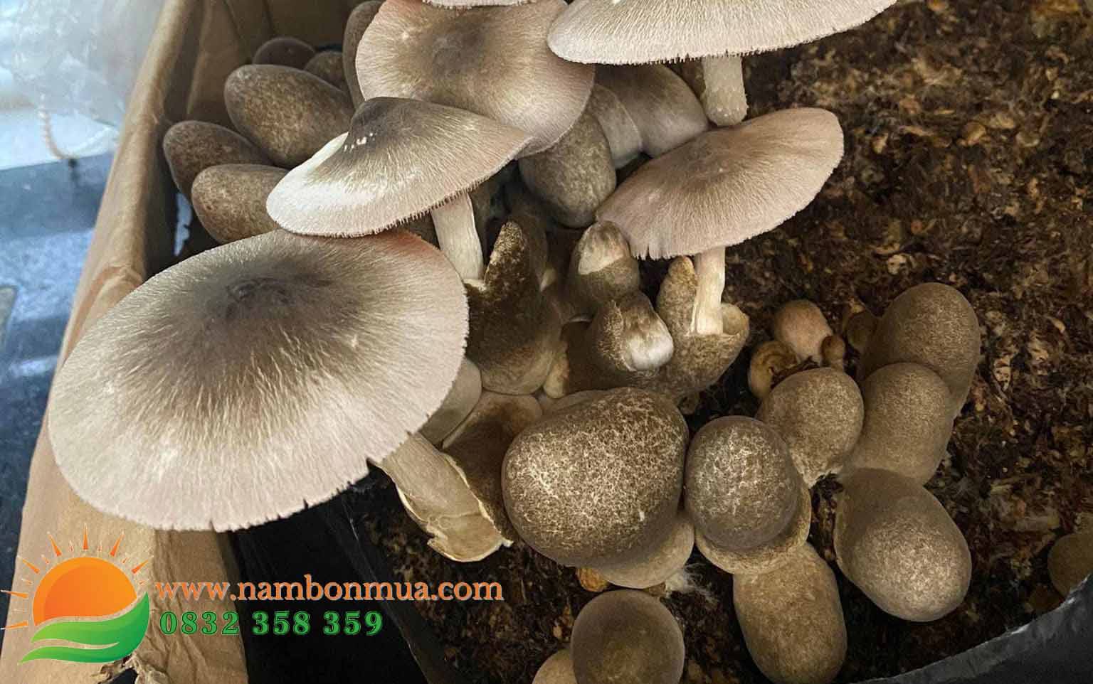 Cach hai nam Rom dung ky thuat, nang suat, chat luong cao.