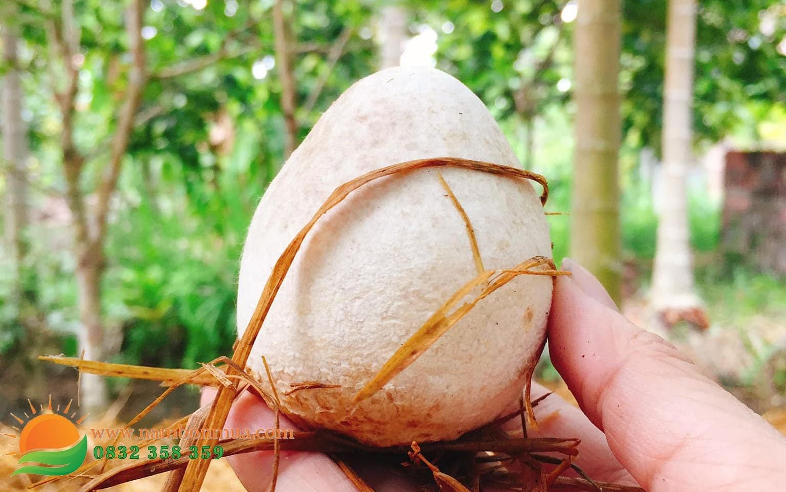 Cach hai nam Rom dung ky thuat, nang suat, chat luong cao.